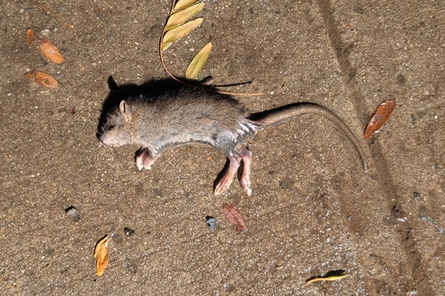 Rat photographed near here on 2025-09-26