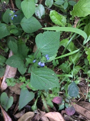 Salvia lasiocephala