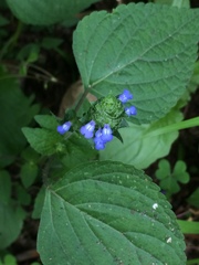 Salvia lasiocephala