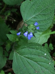 Salvia lasiocephala