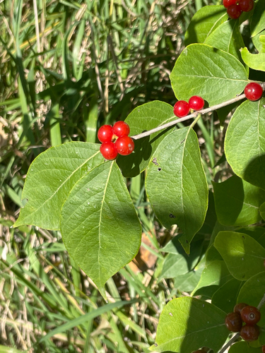 Amur honeysuckle