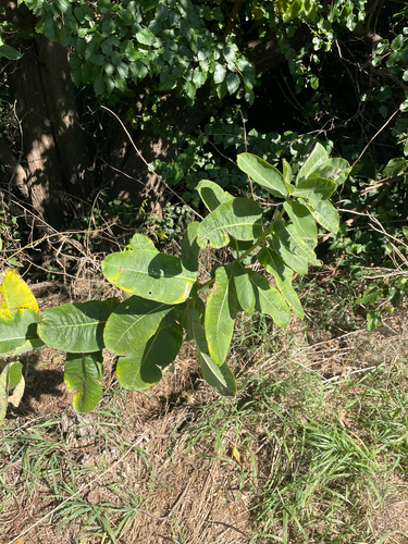 common milkweed