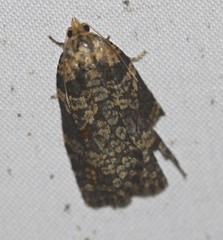 Cryptoptila australana