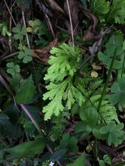 Selaginella lepidophylla