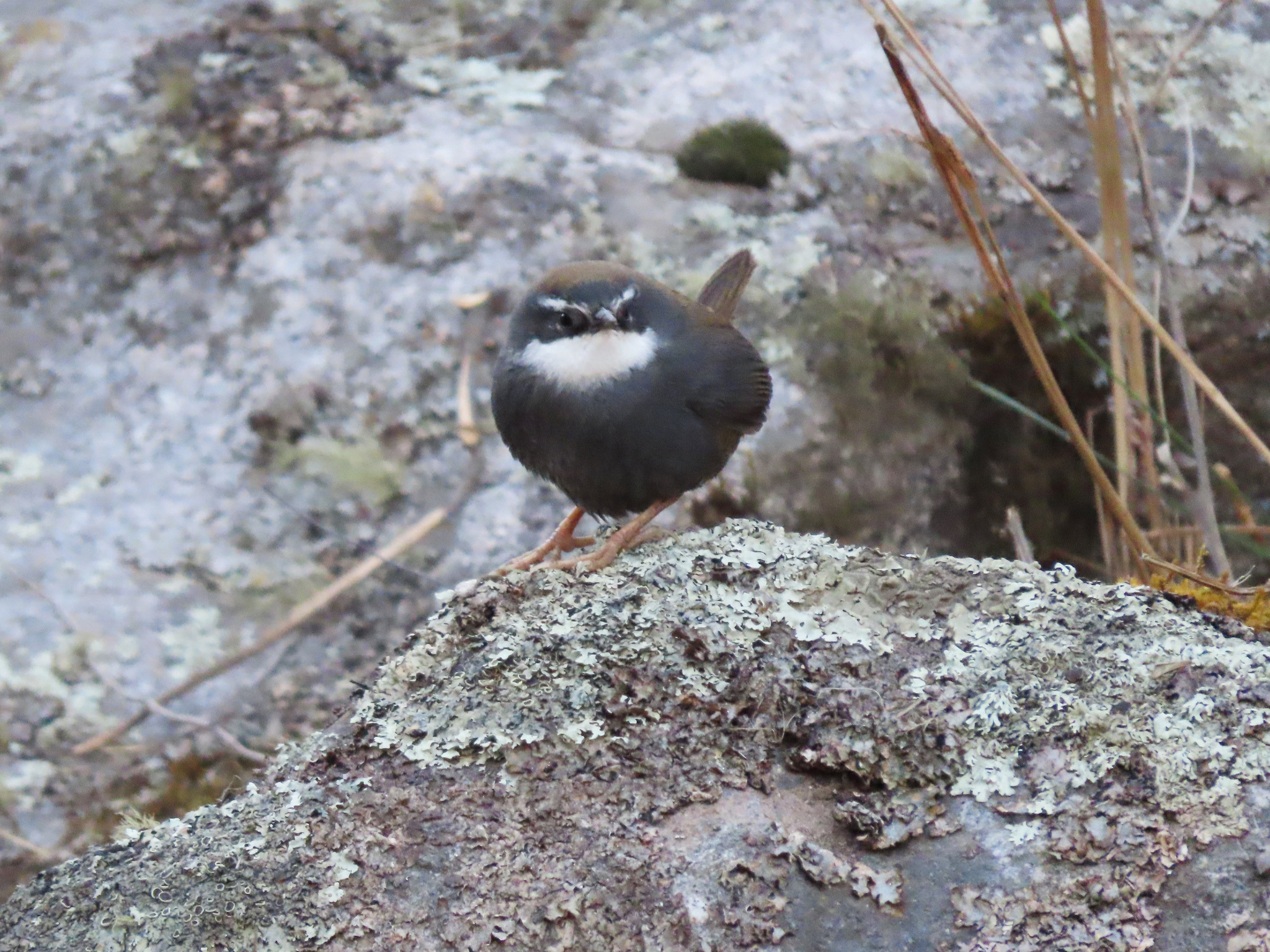 White-browed Tapaculo (Scytalopus superciliaris), photo 6