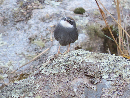White-browed Tapaculo (Scytalopus superciliaris), photo 4