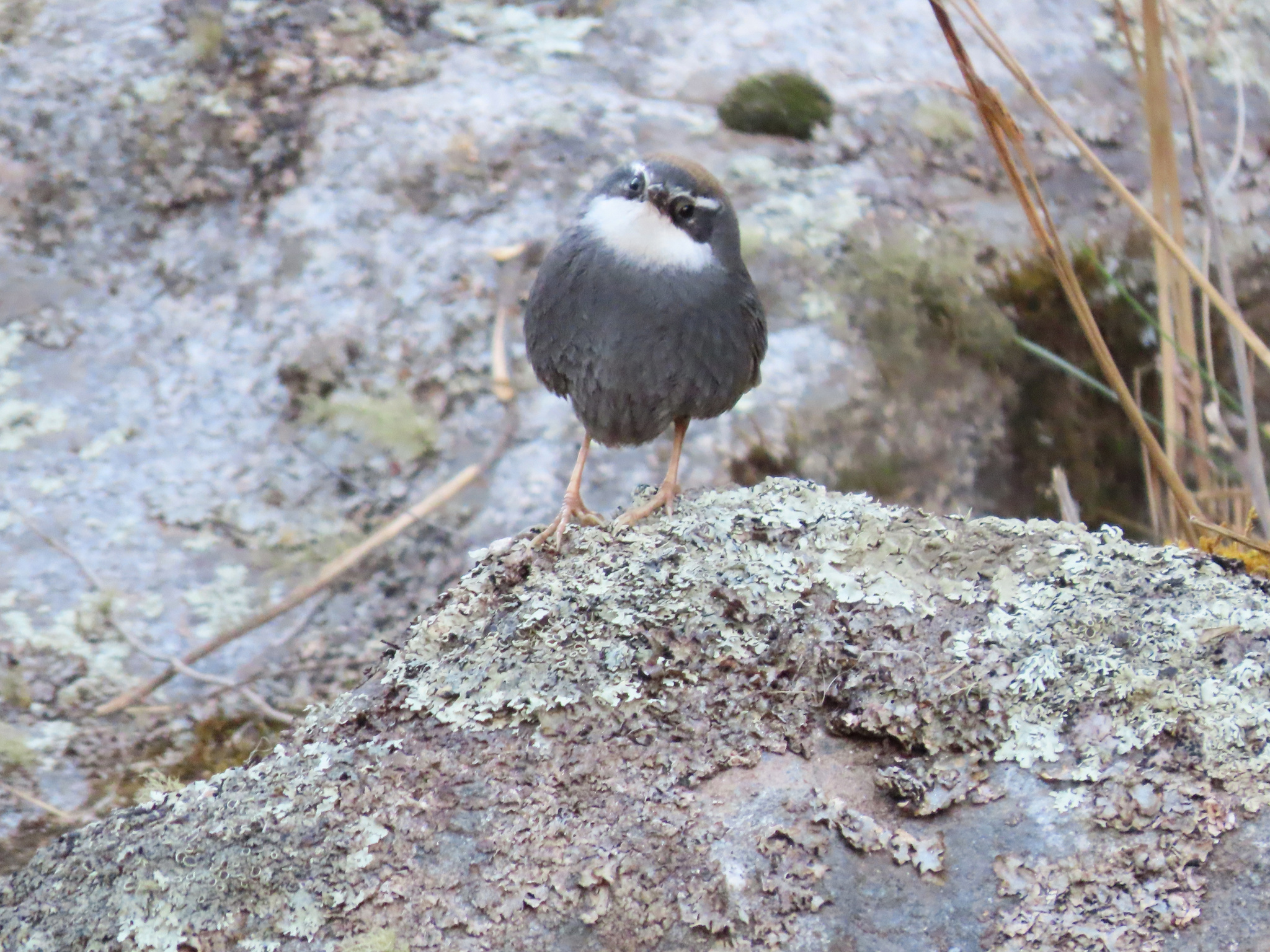 White-browed Tapaculo (Scytalopus superciliaris), photo 5