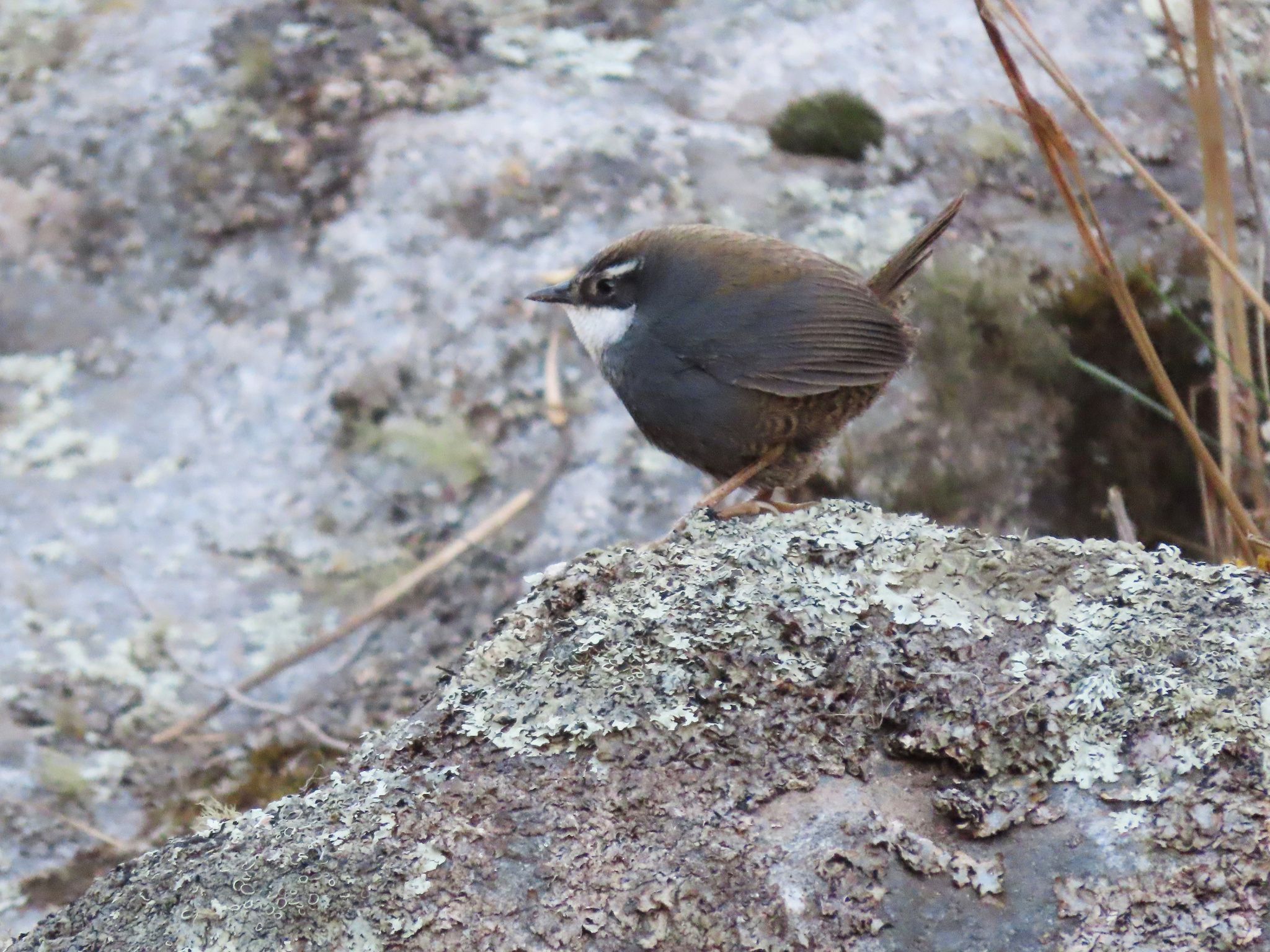 White-browed Tapaculo (Scytalopus superciliaris), photo 7