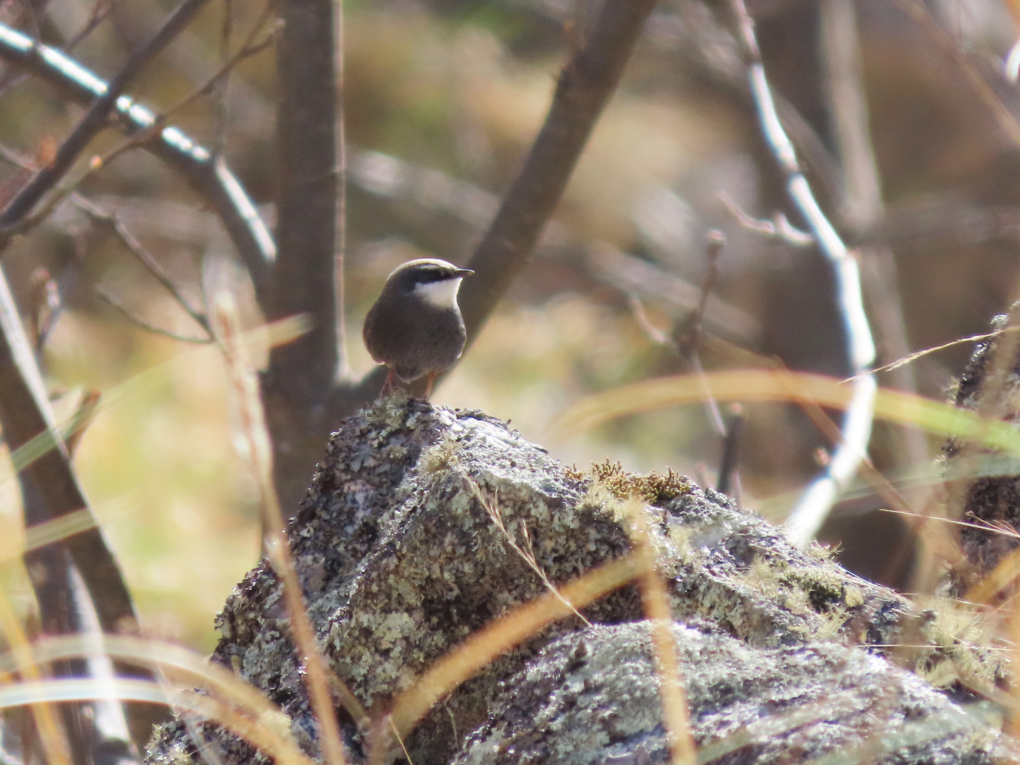 White-browed Tapaculo (Scytalopus superciliaris), photo 8