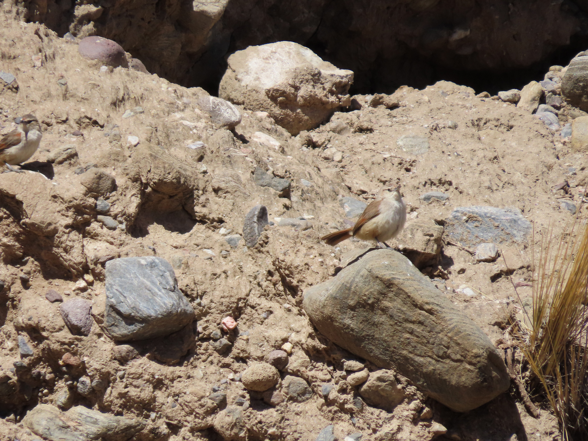 Streak-fronted Thornbird (Phacellodomus striaticeps), photo 8