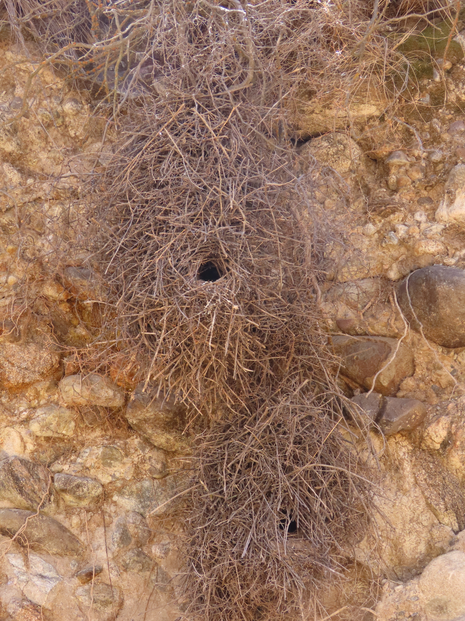 Streak-fronted Thornbird (Phacellodomus striaticeps), photo 9
