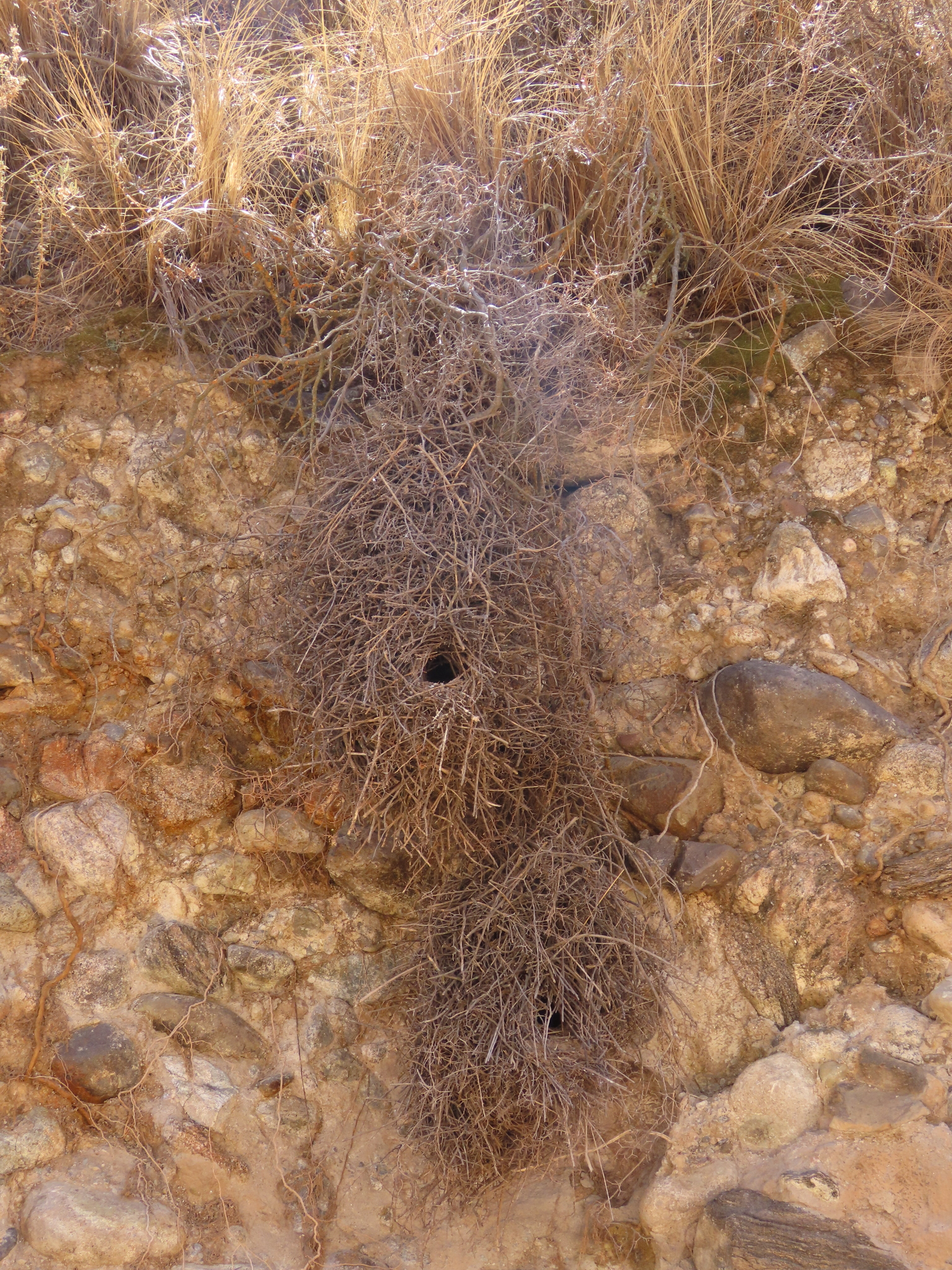 Streak-fronted Thornbird (Phacellodomus striaticeps), photo 10