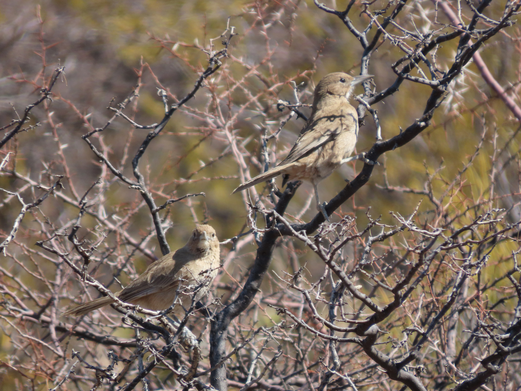 White-throated Cacholote (Pseudoseisura gutturalis), photo 6
