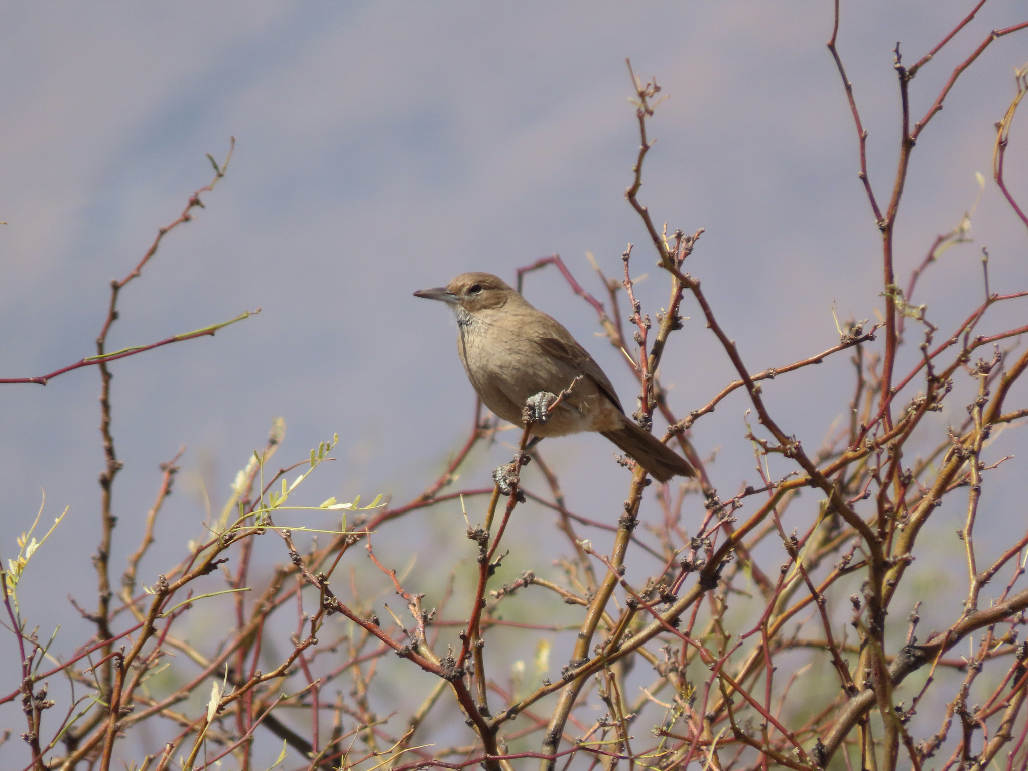 White-throated Cacholote (Pseudoseisura gutturalis), photo 7