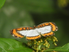 Nymphidium caricae