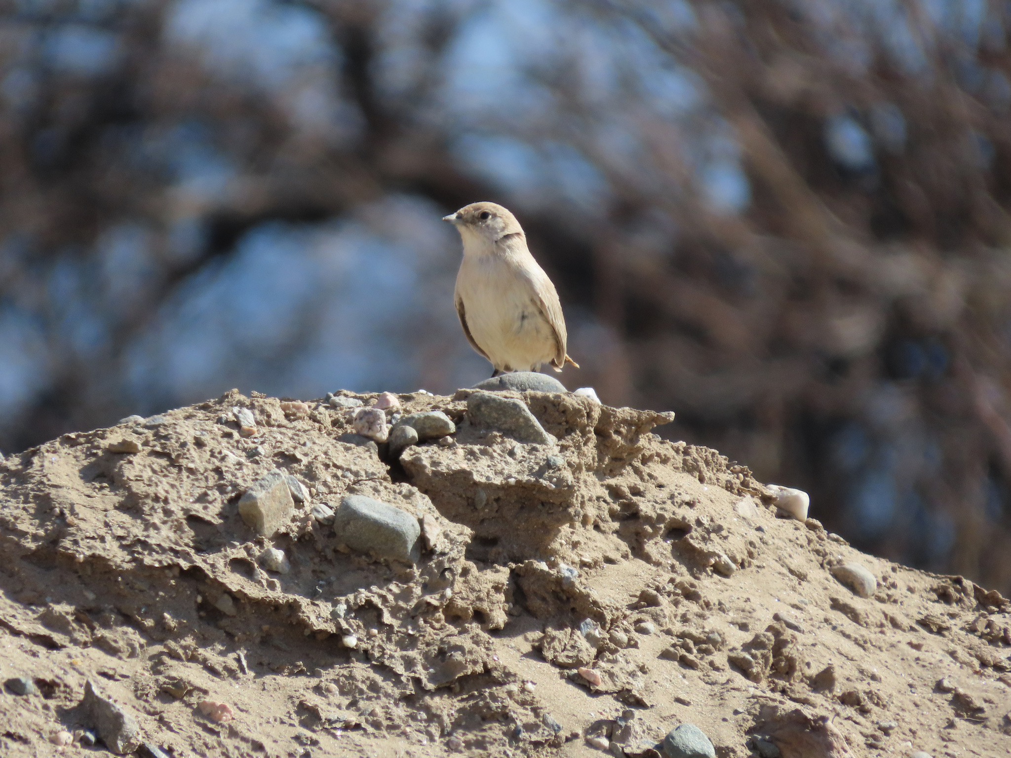Sandy Gallito (Teledromas fuscus), photo 5