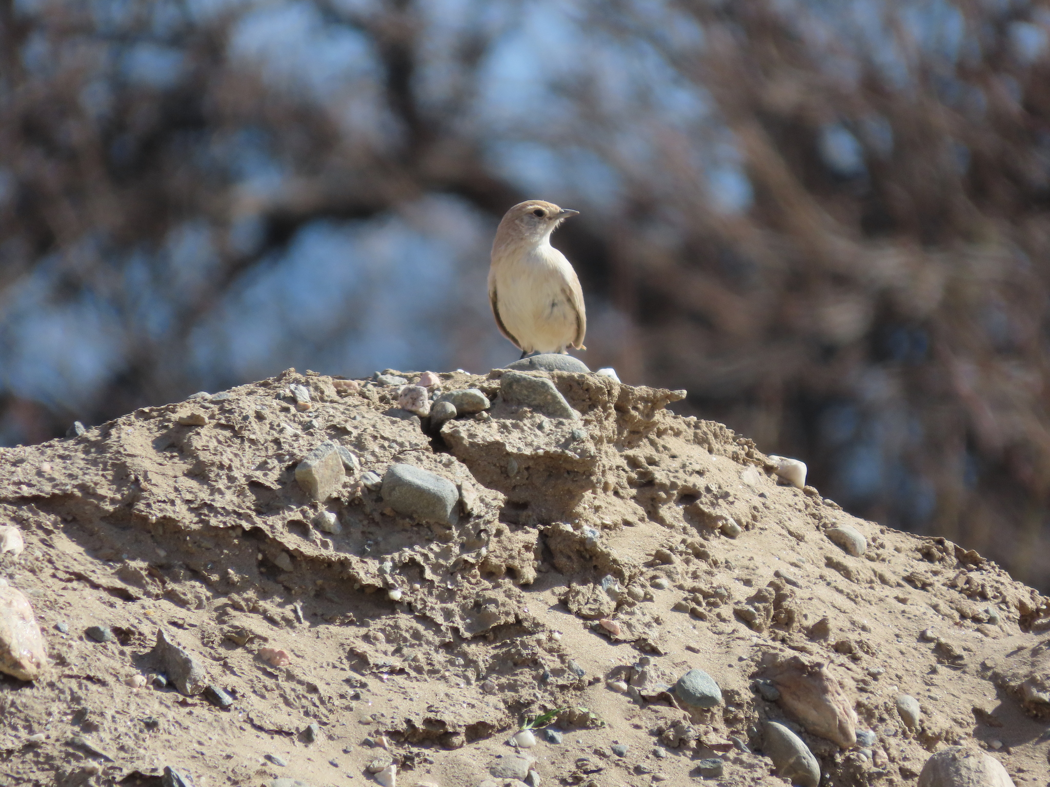 Sandy Gallito (Teledromas fuscus), photo 6