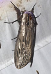 Endoxyla mackeri
