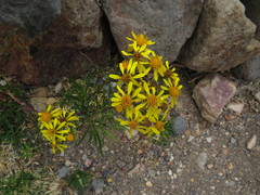 Senecio rudbeckiifolius
