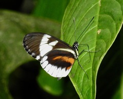 Heliconius cydno alithea
