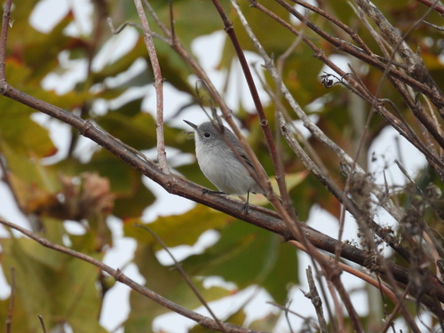 iNaturalist observation photo of Blue-gray Gnatcatcher