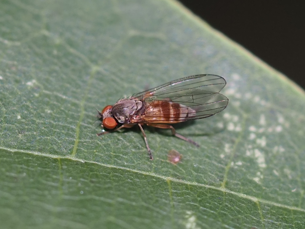 Agathomyia cinerea