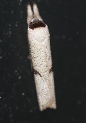 Pilostibes stigmatias