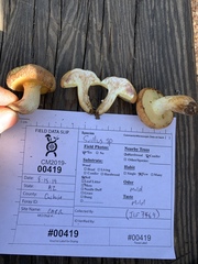 Suillus occidentalis