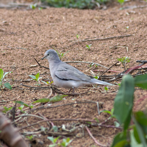 Picuí Ground Dove