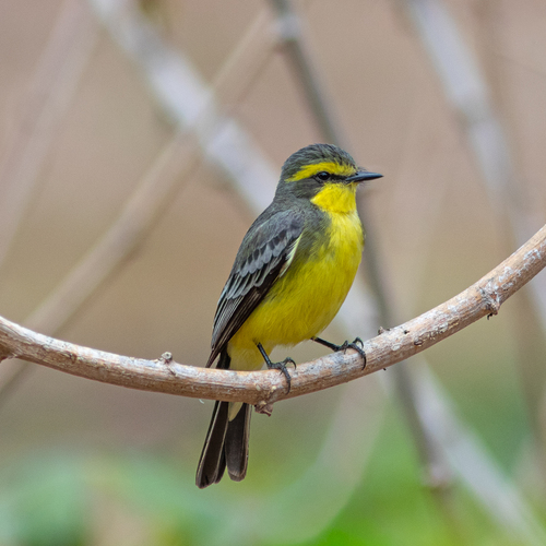 Yellow-browed Tyrant