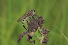 Promachus vertebratus