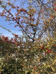 Pyracantha koidzumii