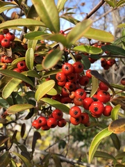Pyracantha koidzumii
