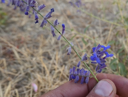 Salvia scrophulariifolia, photograph 3