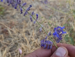 author not stated, no rights reserved Salvia scrophulariifolia, photograph author not stated, no rights reserved