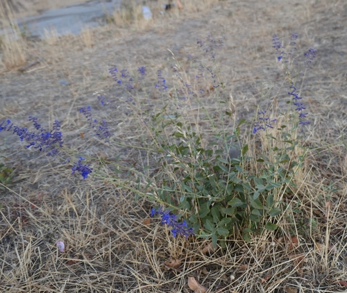 Salvia scrophulariifolia, photograph 4