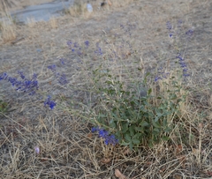 author not stated, no rights reserved Salvia scrophulariifolia, photograph author not stated, no rights reserved