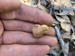 Rhizopogon pseudoroseolus