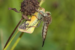 Promachus vertebratus