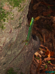 Caspian Sea Rock Lizard photo 4