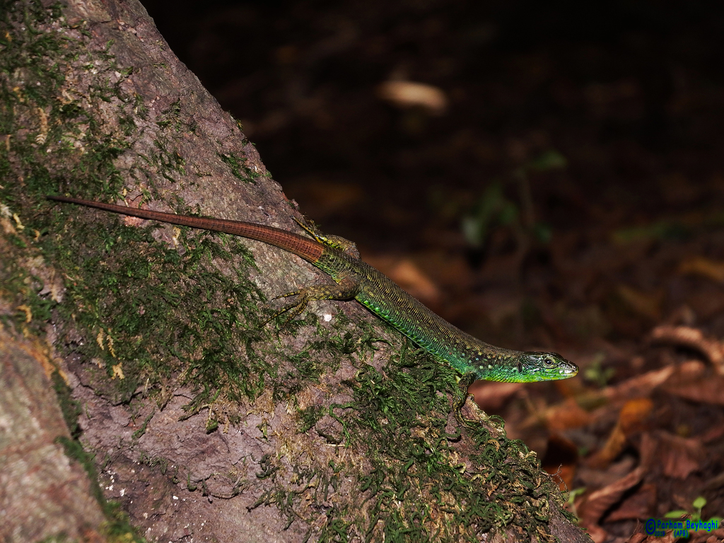 Caspian Sea Rock Lizard