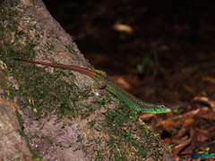 Caspian Sea Rock Lizard photo 1