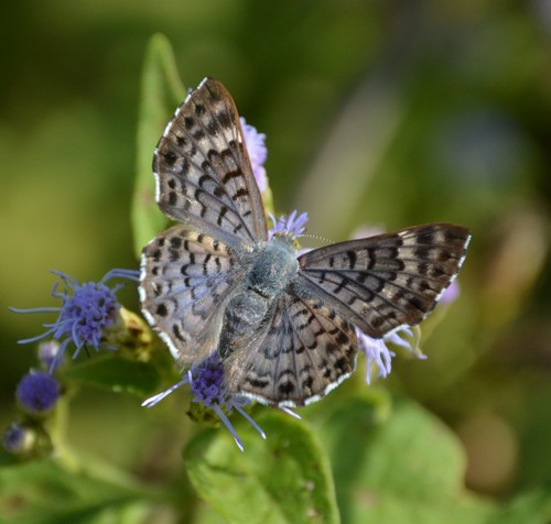 Blue Lasaia