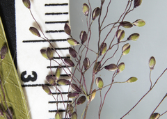 Dichanthelium implicatum