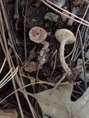 Pseudoomphalina intermedia