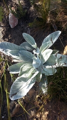 Hermas gigantea