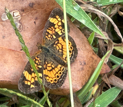 Pearl Crescent photographed in North Carolina