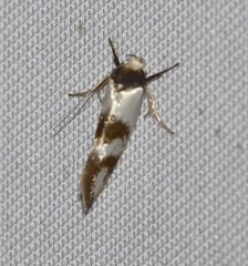 Antipterna trilicella