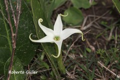 Jaborosa integrifolia