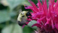 Bombus bimaculatus